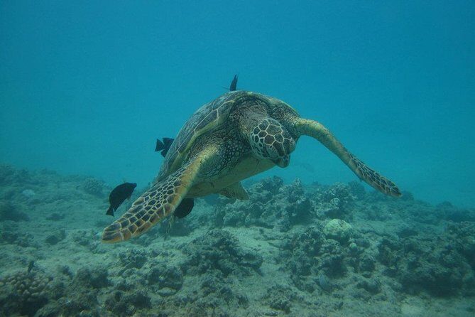 Waikoloa Catamaran Snorkel Sail Including Lunch - Setting Sail From Anaeho’omalu Bay on the Spirit of Aloha