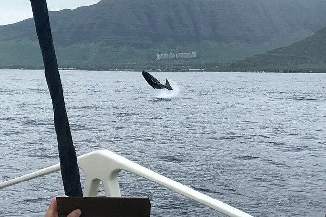 Waikoloa Deluxe Whale Watch - Why this whale watch works on the Big Island