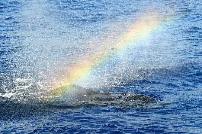 Waikoloa Deluxe Whale Watch - Spotting whales: what humpback moments can look like