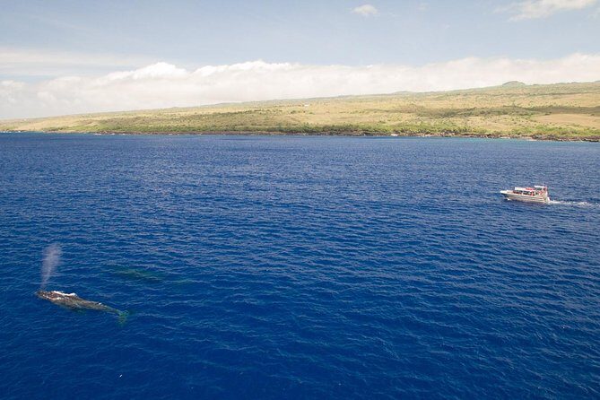Waikoloa Deluxe Whale Watch - The onboard vibe: small group, clean boat, crew effort