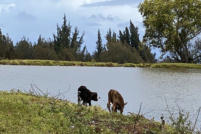 Waipi’o on Horseback: Mountain Ocean Views Working Cattle Ranch - Fruit sampling: tasting the ranch at the end