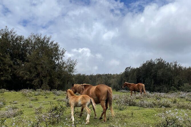 Waipi’o on Horseback: Mountain Ocean Views Working Cattle Ranch - Horses, comfort, and who this tour fits best