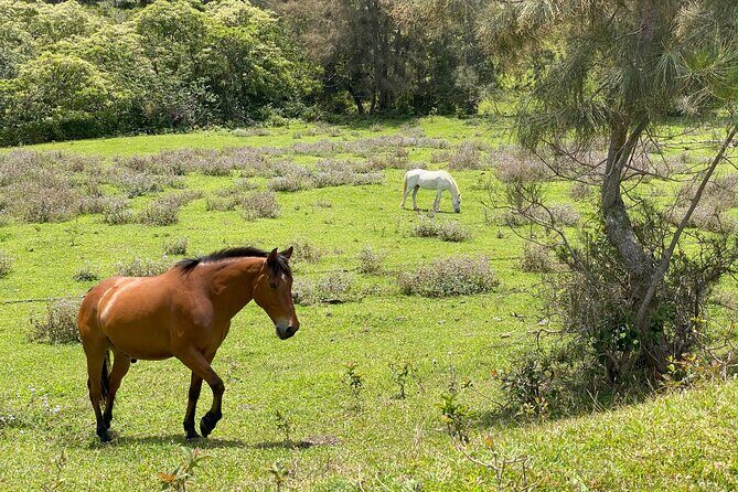 Waipi’o on Horseback: Mountain Ocean Views Working Cattle Ranch - Timing and logistics: how to make the start painless