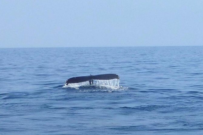 Wake Up With the Whales Cruise on Seasmoke - The 8:00 am Timing: Why Early Feels Better on the Water
