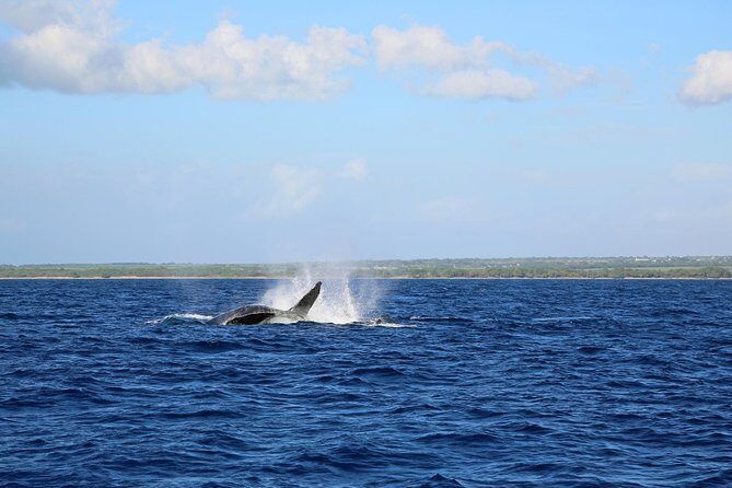Wake Up With the Whales Cruise on Seasmoke - The Boat Experience on Seasmoke: Catamaran Comfort and Easy Viewing