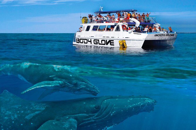 Whale Watch Excursion from the Big Island - Price, value, and what’s actually included