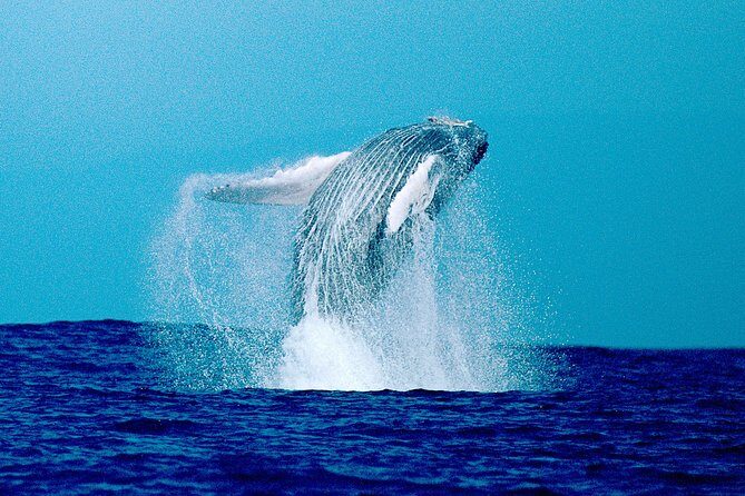 Whale Watch Excursion from the Big Island - Stop-by-stop: what happens at Kailua Pier and when you return