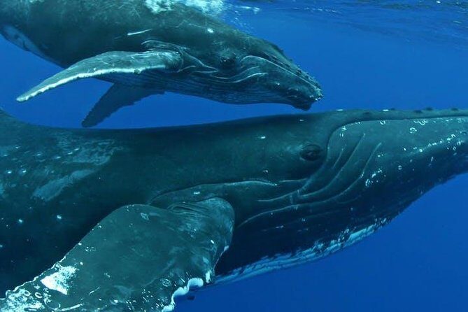 Whale Watch Excursion from the Big Island - Snacks, drinks, and the cash bar: the practical comfort layer