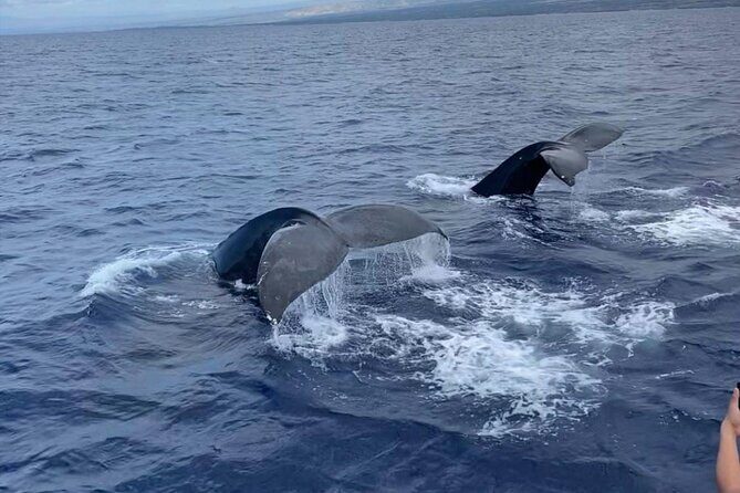 Whale Watching on Big island - Key Highlights You’ll Care About