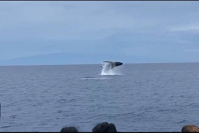 Whale Watching on Big island - Honokohau Harbor: The Practical Starting Line