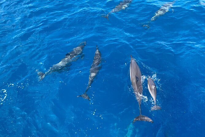 Whale Watching on Big island - What’s Included Onboard: Snacks, Drinks, and Small Wins
