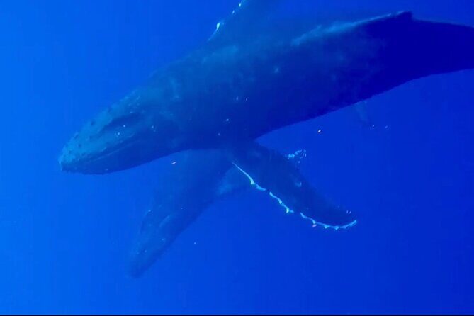 Whale Watching on Big island - Weather Reality Check: Wind, Choppy Water, and Cancellations