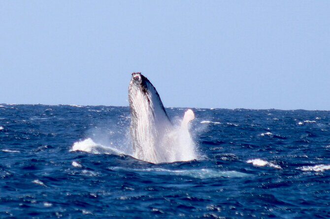 Whale Watching on Big island - What You’ll Actually See: Whales, Dolphins, and Expectations