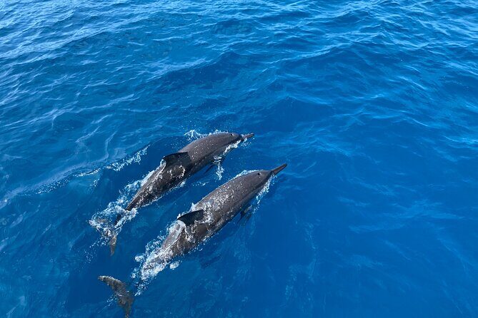 Whale Watching on Big island - Price and Value: Is $80 Worth It?