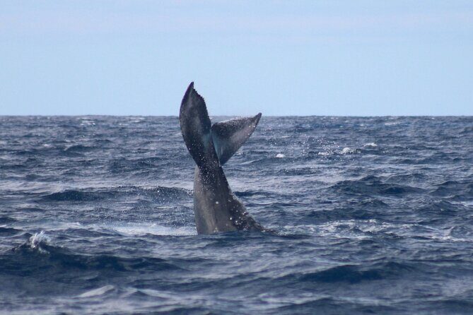 Whale Watching on Big island - Who Should Book This Whale Watch on Big Island