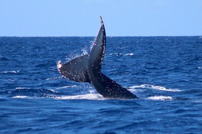 Whale Watching on Big island - The 2.5-Hour Catamaran Ride: Comfort Meets Open Ocean