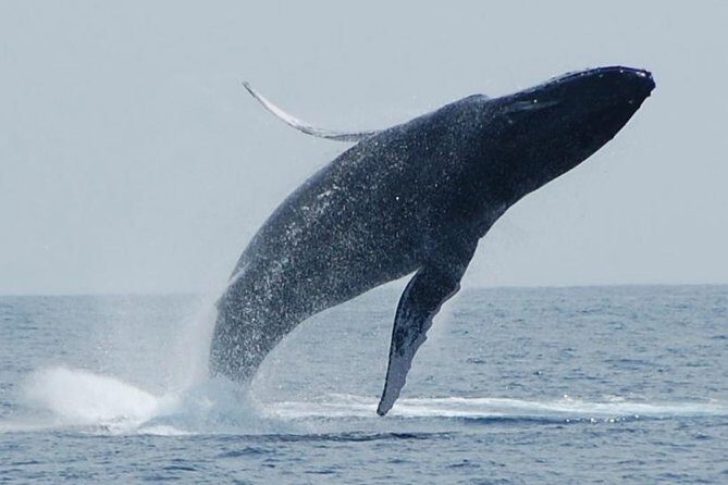 Whale Watching On The Big Island - Quick hits you’ll care about