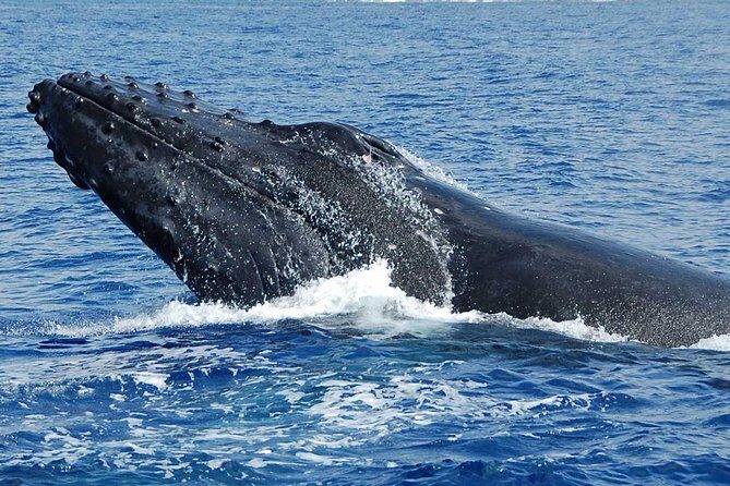 Whale Watching On The Big Island - Step-by-step itinerary: what happens during the 2.5 hours