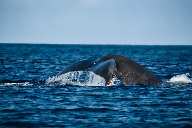 Whale Watching Tour - Big Island, Hawaii - Key things that make this tour worth your time