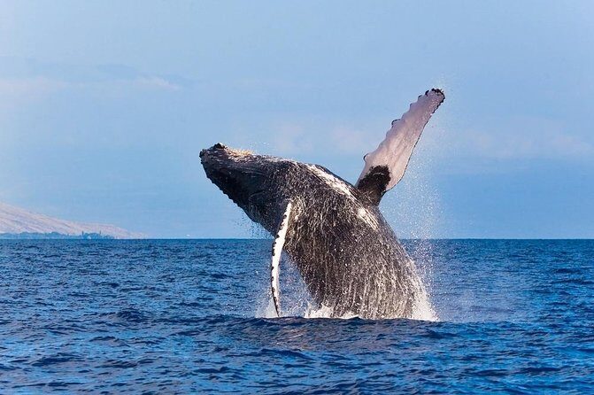 Zodiac Raft Whale Watching Adventure - Kona from the water: why a Zodiac works so well