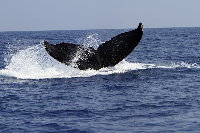 Zodiac Raft Whale Watching Adventure - The captain’s whale hunt: spouts, repositioning, and the hydrophone