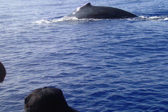 Zodiac Raft Whale Watching Adventure - Hawaii geology on a whale watch: caves, lava tubes, and the Kona coastline