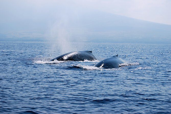 Zodiac Raft Whale Watching Adventure - The Zodiac ride itself: how it feels in real conditions