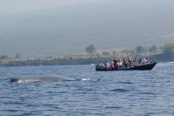 Zodiac Raft Whale Watching Adventure - Who should book this and who should skip it
