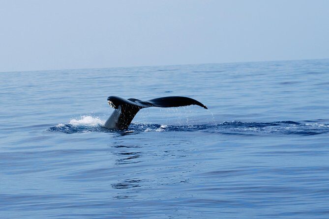 Zodiac Raft Whale Watching Adventure - Where you start: the Captain Zodiac meeting point and first briefing